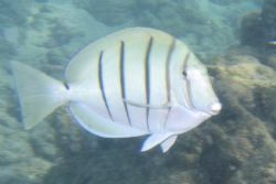 A manini (convict tang) swimming at Hanauma Bay on Oahu, ... by Garrett Brown 